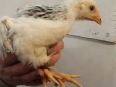 Цыплята подрощенный 2 месяца