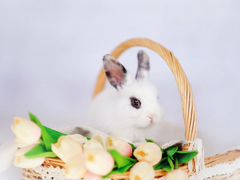 Декоративный кролик,3 месяца,ручной и очень красив