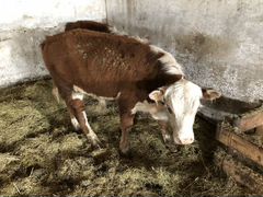 Продам бычков породы « казахская белоголовая»