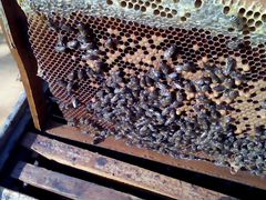 Пчелопакет, пчелосемьи