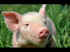 Продам свинью живым весом