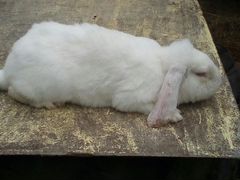 Кролик породы Франзузский баран (самка возраст 11