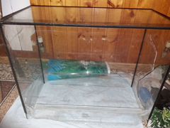 60 литровый аквариум