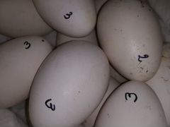 Инкубационное гусиное яйцо Линда