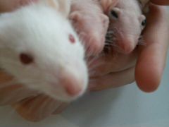 Продам породистых крысят (свинкс)