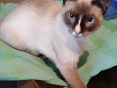Котик Маджо фенотип породы Сноу Шу в добрые руки