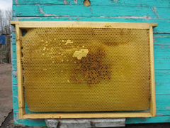 Сушь дадановская + пчелосемьи (6 штук). Цена догов