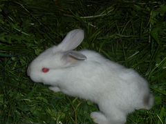 Крольчата 1 месяц