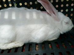 Белая кролиха,серый кролик