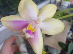 Орхидея лиодора цветущая