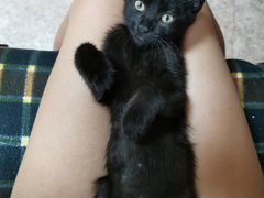 Чёрный котенок девочка