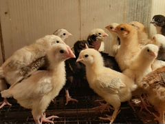 Цыплята кур-несушек, бройлерные, яйцо инкубационно