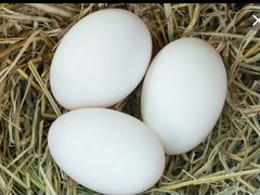 Яйцо гусиное на инкубацию
