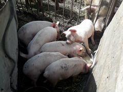 Свинки 2 месяца