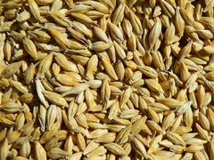 Ячмень Пшеница зерно фураж