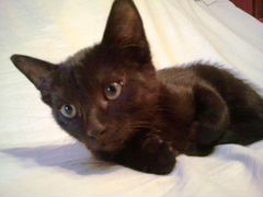 Котёнок принц ночи, почти чёрный, 2,5 месяца