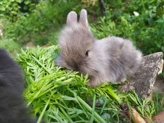 Ангорские крольчата