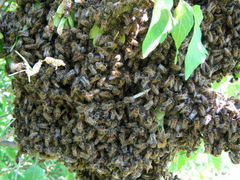 Пчелиные рои