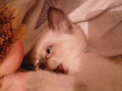Котёнок сиамская порода+миска и лоток