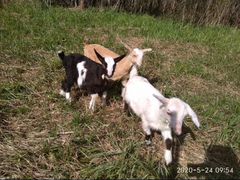 Продам семью коз (козел,коза,4 козлёнка)