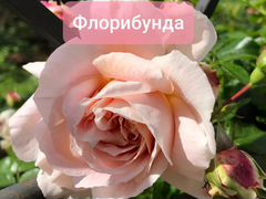 Роза Флорибунда, Плетистая. Мультифлора