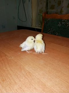 Цыплята, семьи кур, инкубационное яйцо