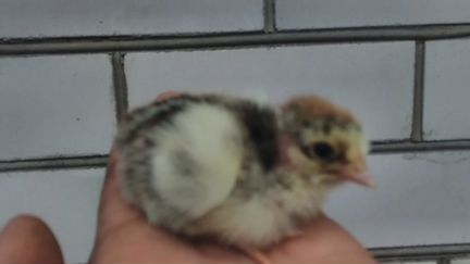 Двух недельные цыплята, домашние от породистых кур