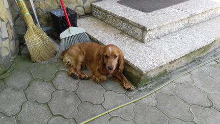 Найдена собака в г. Курганинск