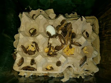 Колония мраморных тараканов