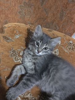 Котик, 2 месяца
