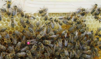 Продается семья пчел
