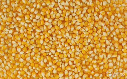 Кукуруза на корм