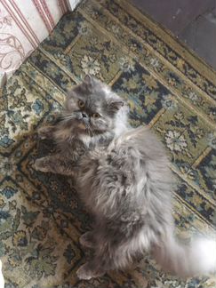 Кошка персидская - вязка