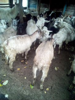 Овцы и козы