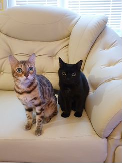 Две кошки