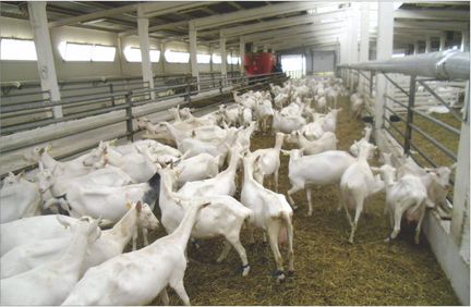 Молочная ферма расширяет поголовье