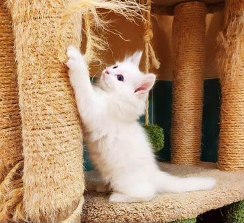 Сибирский котенок из питомника