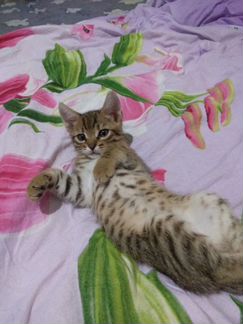 Бенгальский котенок (бенгал)