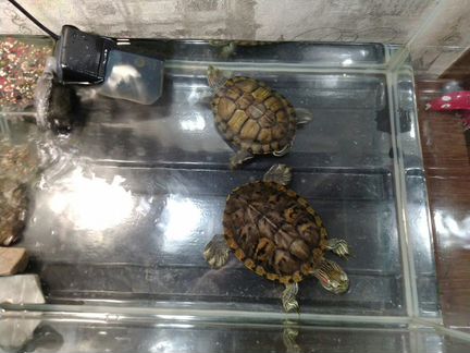 Черепахи красноухие 2 шт