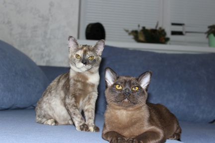 Котик и кошечка породы Бурма