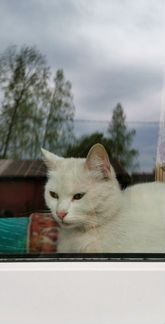 Белка, кошка турецкая ангора