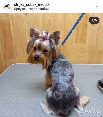 стрижка собак в иркутске