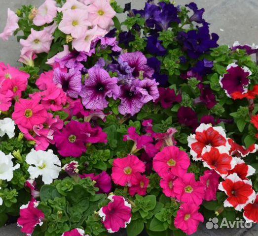 Рассада овощей и цветов, плодовые дер и кустарники