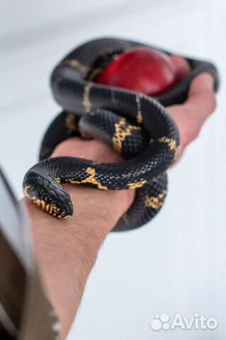 Аренда змеи/лошади на фотосессию