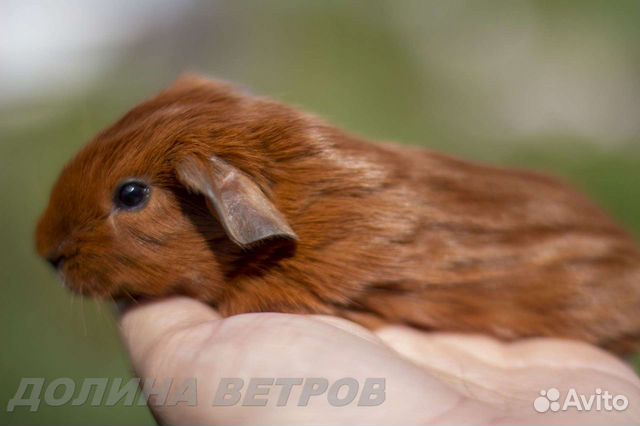 Морская свинка селф золотой темноглазый