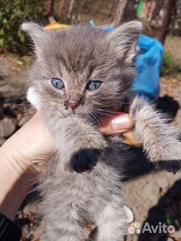 Брошенный котенок ищет своего человека