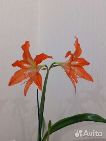 Гиппиаструм