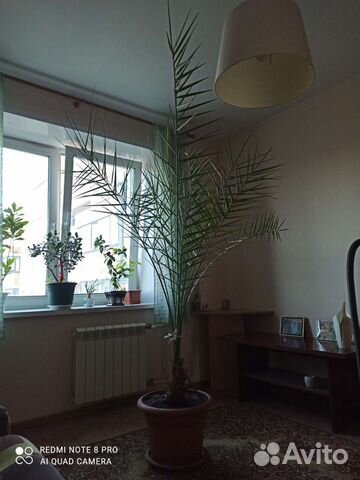 Финиковая пальма для офиса