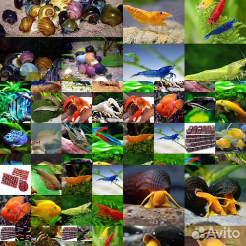 Рыбки Улитки Раки Сомы и Многое Другое