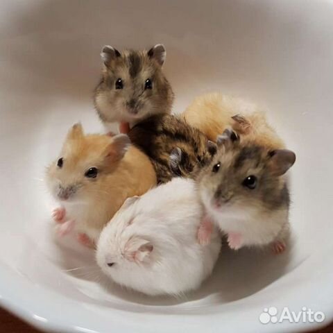 Джунгарские хомячки, цветные